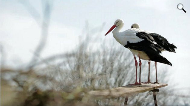 Egy gólyapár (Ciconia ciconia) távkapcsolatban is tud élni (Fotó: Stock)