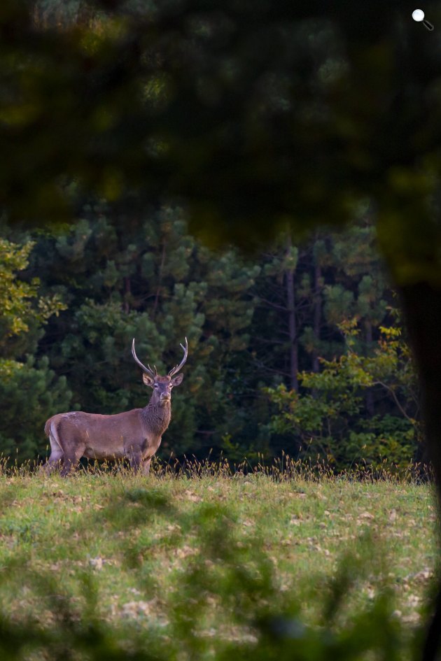 Gímszarvas (Cervus elaphus) a Zalaerdő Zrt. területén, Tormafölde közelében, 2021 (Fotó: MTI/Varga György)