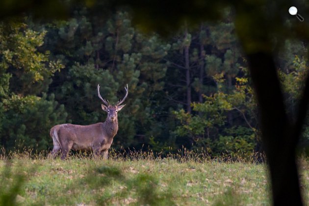 Gímszarvas (Cervus elaphus) a Zalaerdő Zrt. területén, Tormafölde közelében, 2021 (Fotó: MTI/Varga György)