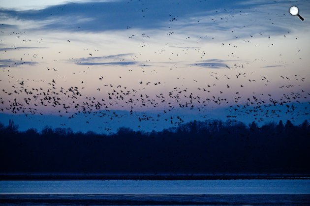 Vadludak esti behúzása a tatai Öreg-tó partján, a 21. Vadlúd Sokadalom fesztivál helyszínén, 2021 (Fotó: MTI/Vasvári Tamás)
