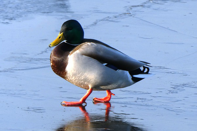 A tőkés réce vagy vadkacsa (Anas platyrhynchos) a leggyakoribb hazai réce (Fotó: Pixabay)