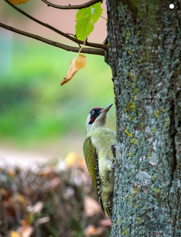 A jellegzetes hangú és repülésű zöld küllő (Picus viridis) lett 2022-ben az év madara (Fotó: Pixabay)
