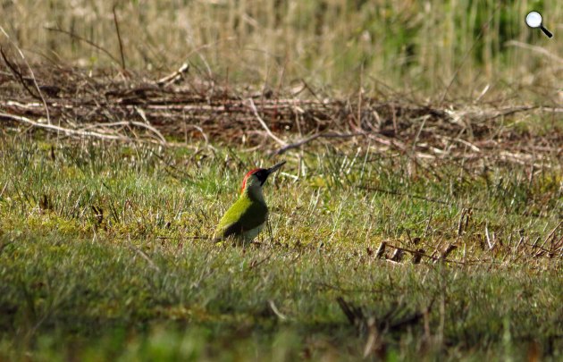 A jellegzetes hangú és repülésű zöld küllő (Picus viridis) lett 2022-ben az év madara (Fotó: Pixabay)