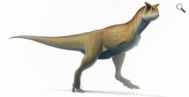 A kar nélküli Guemesia ochoai hasonlíthatott a Carnotaurus sastreihez (a képen). (Fotó: Fred Wierum/Wikimedia)
