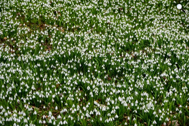 Nyílik a hóvirág (Galanthus) az Alcsúti Arborétumban, Alcsútdobozon, 2022 (Fotó: MTI/Vasvári Tamás)