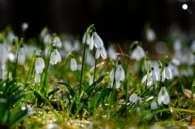 Nyílik a hóvirág (Galanthus) az Alcsúti Arborétumban, Alcsútdobozon, 2022 (Fotó: MTI/Vasvári Tamás)