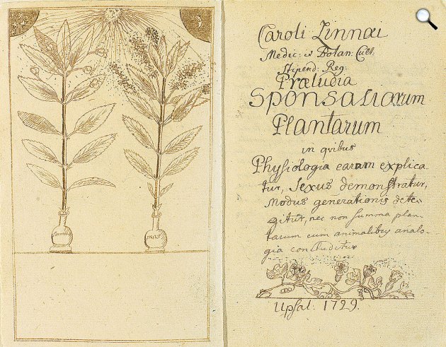 Carl von Linné: A beporzás (Praeludia Sponsalorum Plantarum) ábrázolása, 1729 (Fotó: Wikimedia)