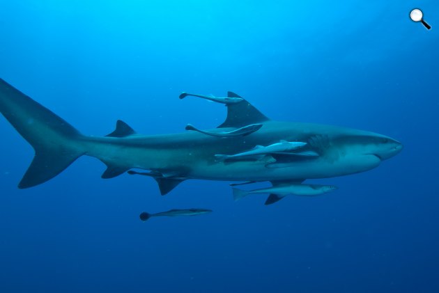 Bikacápa (Carcharhinus leucas) az ivadékaival, agresszív halfaj (Fotó: NatGeo)