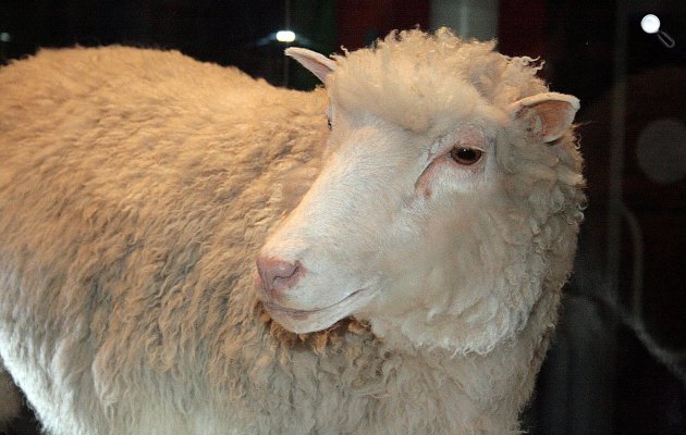 Dolly, a nőstény birka volt, a világ első testi sejtből klónozott emlőse az edinburghi Roslin kutatóintézetben (Fotó: Wikimédia)