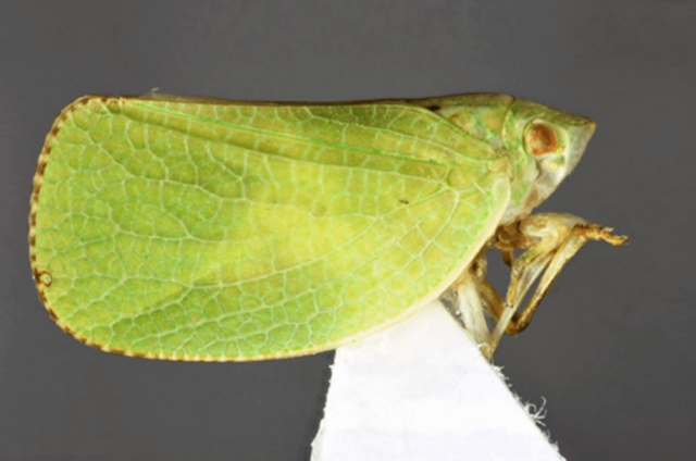 Az élénkzöld lepkekabóca (Acanalonia conica) (Fotó: ELKH)