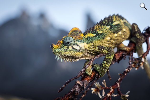 A Kenya-hegyen a kaméleonoknak megváltoztak szaporodási szokásai (Fotó: BBC Earth)