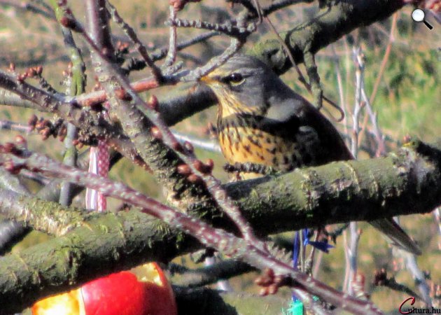 Madáretetés télen - fenyőrigó (Turdus pilaris) almát csipeget (Fotó: Cultura.hu)