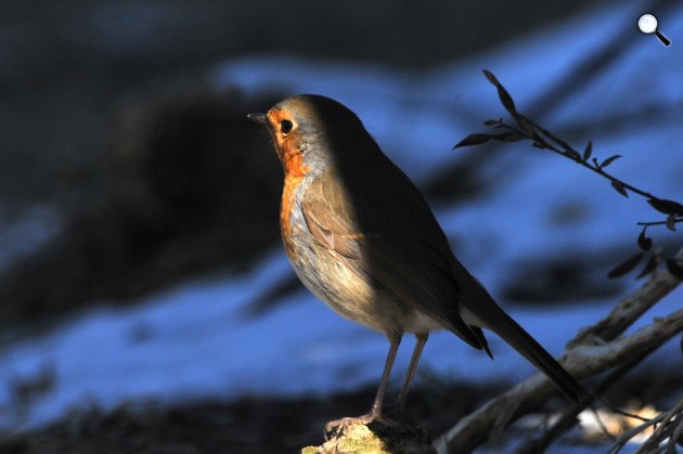 Fontos a téli madáretetés - Vörösbegy (Erithacus rubecula) a Pest megyei Pomáz környékén (MTI/Kovács Attila)