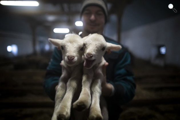 Merinó bárányok a Hortobágyi Nonprofit Kft. juhtelepén, 2023 (Fotó: MTI/Derencsényi István)