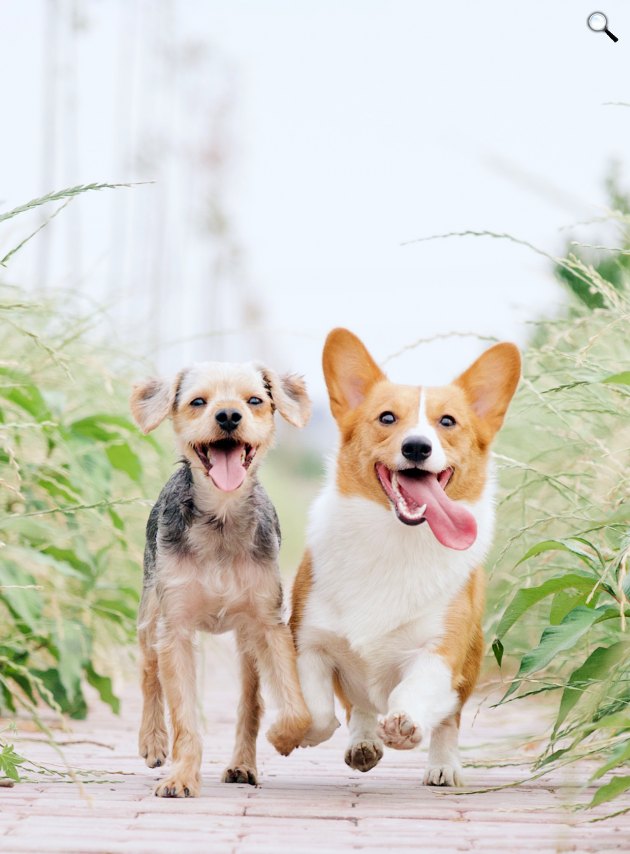 Játszó, szaladgáló boldog kutyák (Fotó: Alvan Nee/Unsplash)