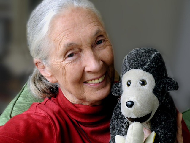 Jane Goodall brit etológus, állatvédő és csimpánzkutató Mr. H.-val (Fotó: Stuart Clarke)
