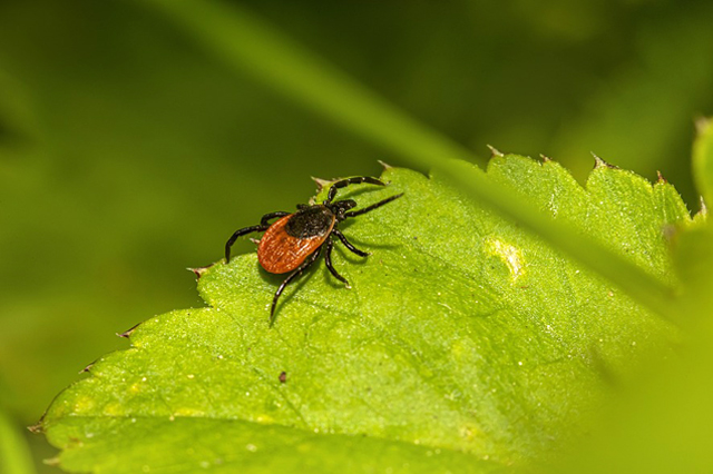 Szarvas kullancsként vagy feketelábú kullancs (Ixodes scapularis) csípése agyvelő- vagy agyhártyagyulladás is okozhat (Fotó: Pixabay)
