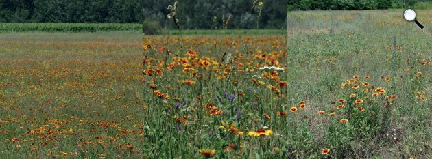 A Gaillardia aristata kiterjedt populációja Izsák mellett invazív viselkedéssel (Fotó: ELKH ÖK/NetBiota)
