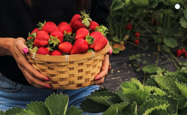 Szamóca vagy földieper az év első igazi hazai gyümölcse (Fotó: Európai Friss Csapat)