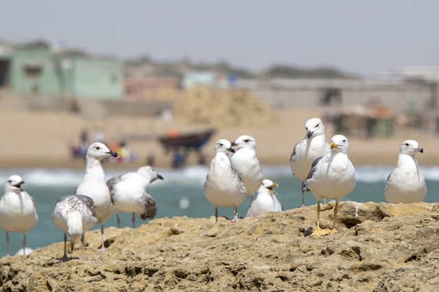 Sirályok a Kaszpi-tenger partján (Fotó: Pixabay)