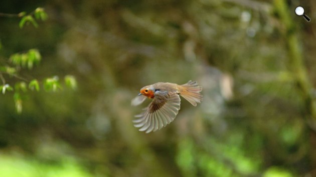 Madarak (Fotó: Viasat Nature)