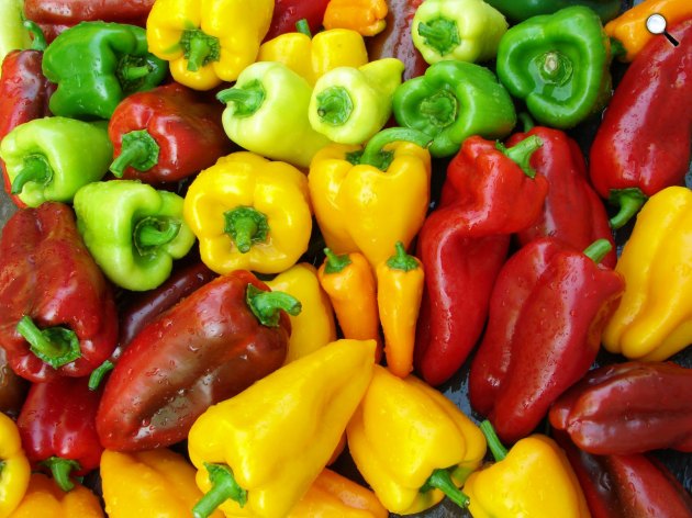A legnépszerűbb paprikatípusok itthon a fehér TV-, a kápia-, és a hegyes erős paprika (Fotó: NAK)