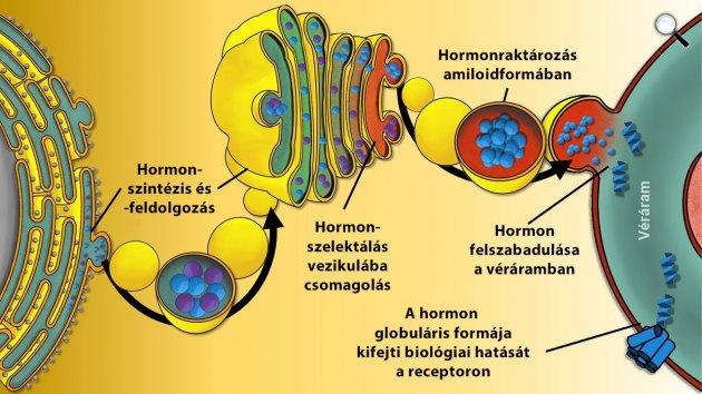 Hormonfehérjék szintézise, feldolgozása, raktározása (Fotó: mta.hu)