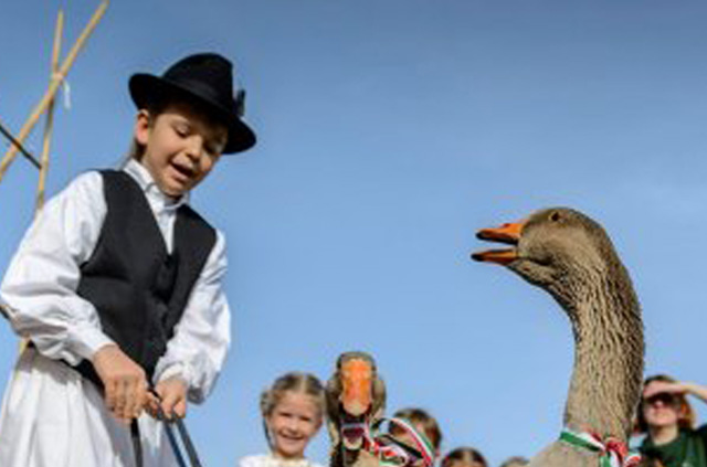 Márton-napi ludasságok Hajdúböszörményben (Fotó: MTI/Czeglédi Zsolt)