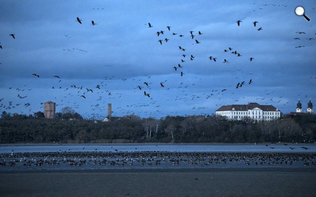 Vadludak szállnak az Öreg-tó felett Tatán, 2023(MTI/Bodnár Boglárka)