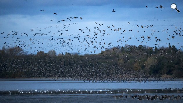 Vadludak szállnak az Öreg-tó felett Tatán, 2023(MTI/Bodnár Boglárka)