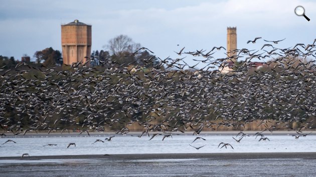 Vadludak szállnak az Öreg-tó felett Tatán, 2023(MTI/Bodnár Boglárka)
