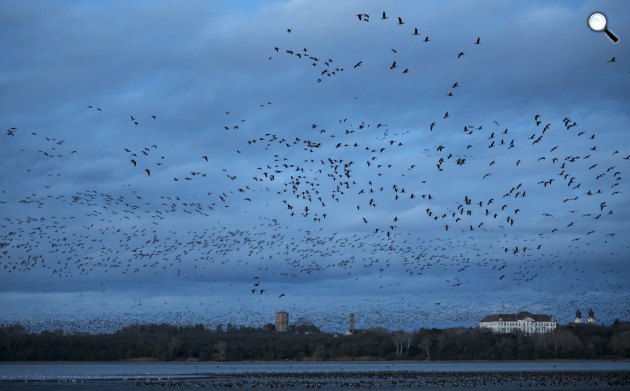 Vadludak szállnak az Öreg-tó felett Tatán, 2023(MTI/Bodnár Boglárka)