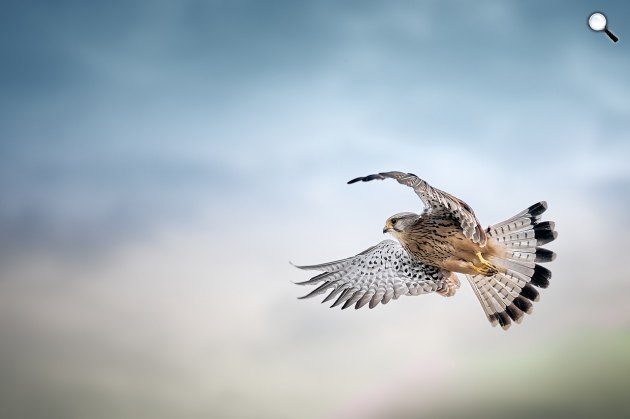 A kerecsensólyom (Falco cherrug) egyike kiemelkedő természeti értékeinknek (Fotó: Pixabay)