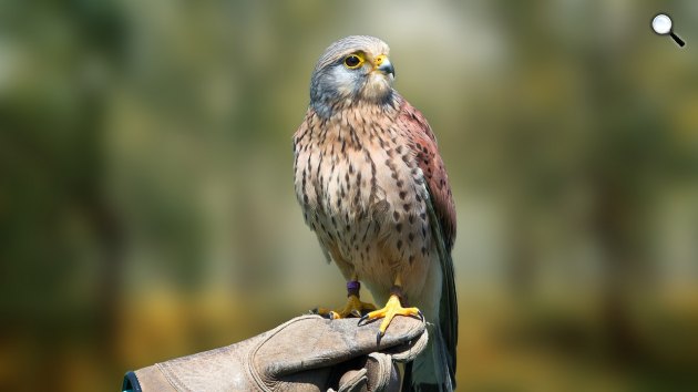 A kerecsensólyom (Falco cherrug) egyike kiemelkedő természeti értékeinknek (Fotó: Pixabay)