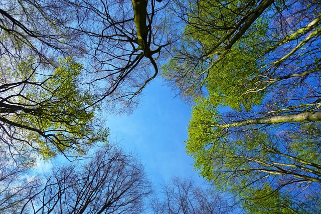 A tavasz kezdete - Zöldellő tavaszi fák (Fotó: Pixabay)