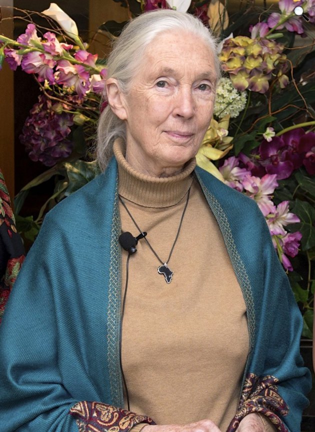 Dame Jane Goodall (1934-) angol etológus, antropológus, főemlőskutató Washingtonban, 2015, vágott kép (Fotó: U.S. Department of State from United States/Commons)