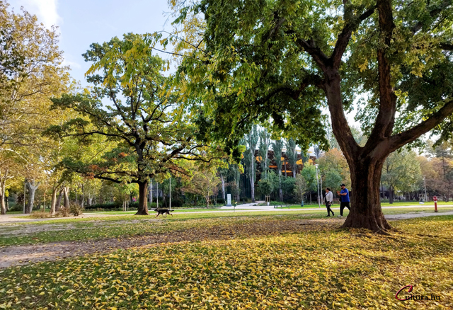 Kutyasétáltatás a Városligetben, háttérben a Zene Háza (Fotó: Cultura.hu/Kibelbeck Mara)