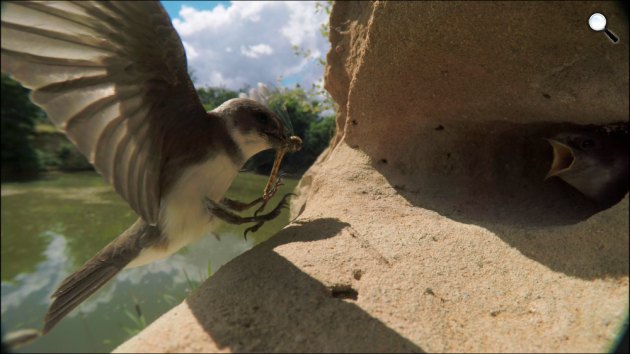 Duna - A madárpopuláció is jóval alacsonyabb lett a fészekrakó helyek eltűnésével (Fotó: Viasat Nature)