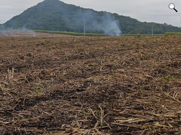 Az éghajlattváltozás a cukoriparra is hatással van - Felégett cukorföld San Luis Potosiban, Mexikó (Fotó: Juan Carlos Fonseca Mata)