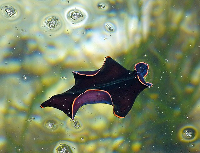 Laposférgek (Pseudobiceros splendidus) hosszú evolúciós idejüknek köszönhetően sokféle környezethez alkalmazkodtak (Fotó: Andrea Bonifazi)