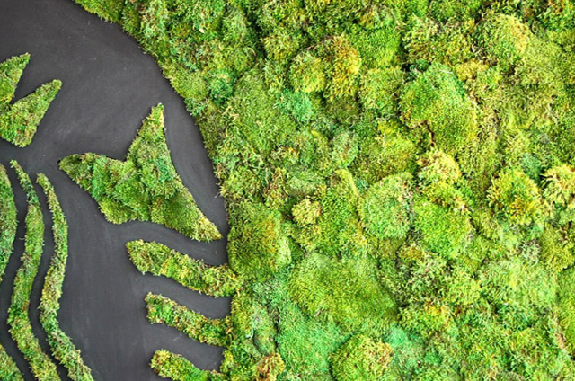 Kávéültetvény Brazíliában (Fotó: Starbucks)
