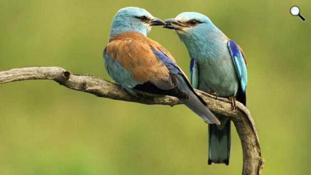 Szalakóták (Coracias garrulus), népies nevükön kékcsókák tavasszal (Fotó: MTI/Kovács Attila)