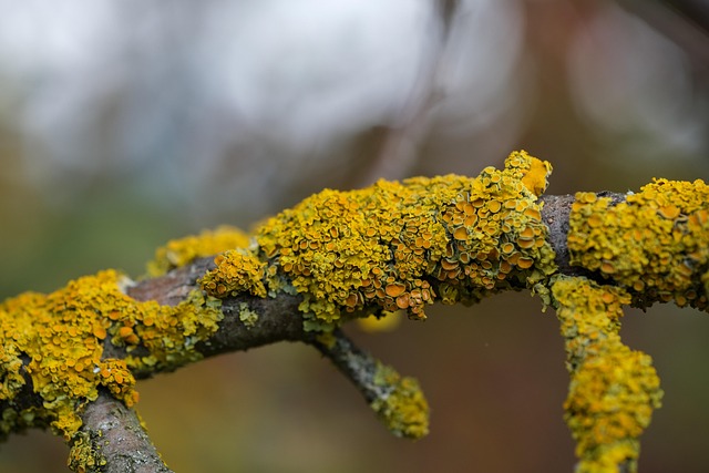 A zuzmók (Lichenophyta) z élővilág egyik legkülönösebb csoportját alkotják (Fotó: Pixabay)
