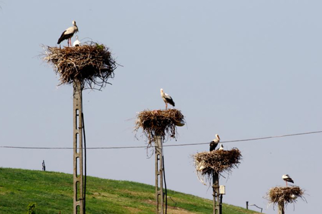 Fehérgólya-kolónia a Pusztazámori Regionális Hulladékkezelő Központ területén (Fotó: Orbán Zoltán/MME)