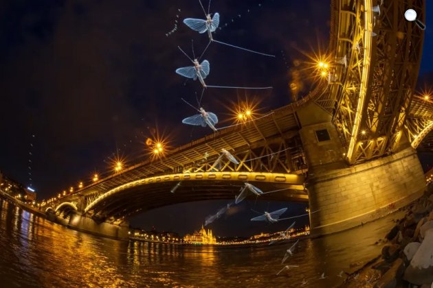 Kérészek rajzása a Duna felett, Budapest (Fotó: Ujvári Zsolt)