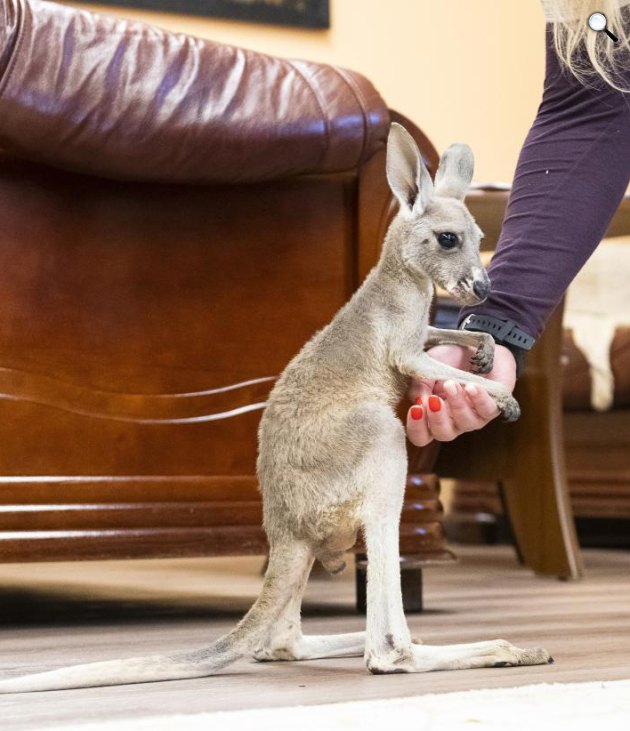 Lili, a Nyíregyházi Állatpark tízhónapos vörösóriáskenguru-kölyke (Macropus rufus) az igazgatói irodában, 2025 (Fotó: MTI/Balázs Attila)