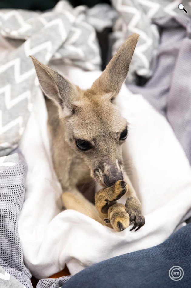Lili, a Nyíregyházi Állatpark tízhónapos vörösóriáskenguru-kölyke (Macropus rufus) az igazgatói irodában, 2025 (Fotó: MTI/Balázs Attila)