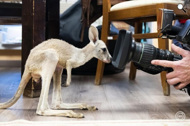 Lili, a Nyíregyházi Állatpark tízhónapos vörösóriáskenguru-kölyke (Macropus rufus) az igazgatói irodában, 2025 (Fotó: MTI/Balázs Attila)
