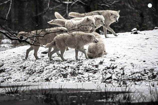 A farkasok a hideg hónapokban a ragadozók nagyobb csapatokba tömörülnek (Fotó: Pixabay)