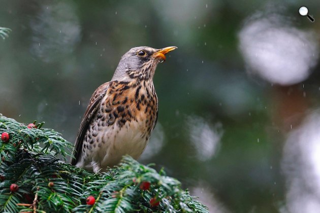 Az énekes rigó (Turdus philomelos) nevét nem véletlenül kapta (Fotó: Pixabay/sharkolot)